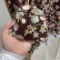 BLOOMY