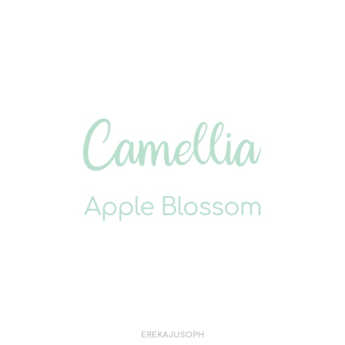 CAMELLIA - APPLE BLOSSOM