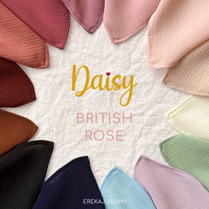 DAISY – BRITISH ROSE DAISY - BRITISH ROSE