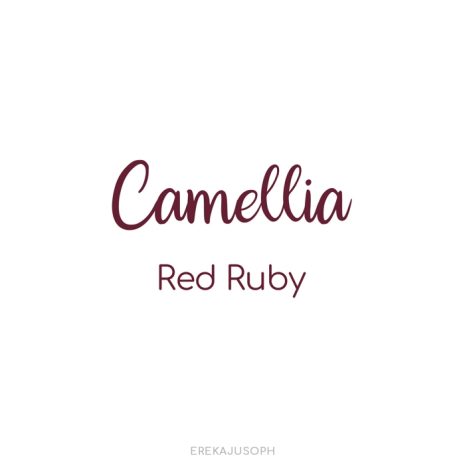CAMELLIA - RED RUBY 